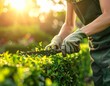 © Salman Alfarisi Std. - Gardener trimming green hedge with shears in sunny garden, landscaping maintenance and professional yard care concept.