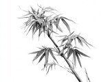bamboo - detailed pencil sketch
