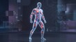 © hampura - Futuristic muscular anatomy model with glowing body system