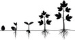 © Waleed - This black and white silhouette image illustrates the biological growth cycle of a plant starting from a small seed to a mature tree with roots.