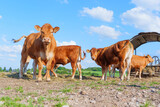 Young Brown Beef Cattle Grazing on German Farm under Blue Sky