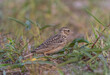 © photonewman - Indochinese bushlark bird perched on the grass ground.