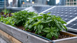 © Maksym - Rooftop community garden on urban apartment building featuring raised vegetable beds alongside newly installed solar panels, city skyline visible beyond parapet wall, ideal for urban sustainability,