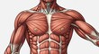 © Nazlykhan - Human muscular system illustration showing chest and abdominal muscle anatomy. Scientific diagram of upper body physical structure for medical education, sports fitness and biology research.