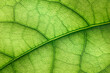 © Ирина Гутыряк - background of veins of textured leaf close-up