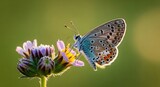 Close up of a small blue butterfly resting on a delicate wildflower in a sunlit meadow