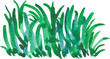 © auru - Green watercolor grass tuft or aquatic seaweed hand painted botanical illustration isolated