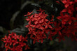 © Thanaphon - Close-up of vibrant red Ixora flowers covered in fresh water droplets against a dark, moody natural background after rain.