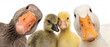 © Nai - Ducks and goslings gather together in front of a white background during a sunny day at a farm