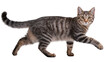 © Anneliese - Gray tabby cat walking with focused gaze and long tail
