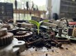 © Gabriel - Vibrant Sprout Thrives in Tech Debris