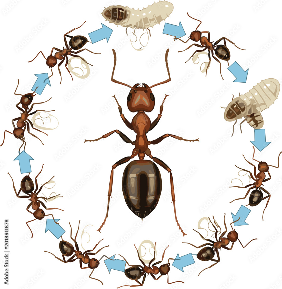 Ant life cycle infographic showing growth stages from egg and larva to ...