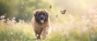 © ayesha - butterflies giant Leonberger walking through meadow with