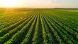 © Satsyet - Aerial view of a vibrant green agricultural field with endless crop rows under a golden sunset.