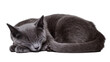 © Finn - Fluffy grey cat sleeping curled up, isolated on transparent background