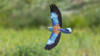 © Mehmet - European Roller captured in flight.
