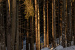 © PhotoMet - alberi in un bosco di montagna nell'oscurità, al tramonto,  in inverno