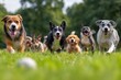 © Anatolii Rymarchuk - Joyful dogs gathering on fresh grass for a friendly outdoor moment