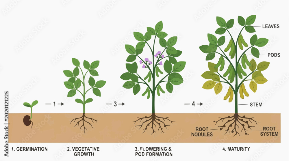 Soybean plant growth stages from germination to maturity with root ...