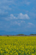 © Miki - Golden Fields Beneath Blue Skies.