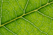 © Vjom - Vibrant Green Leaf Vein Macro Background