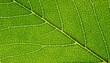 © Vjom - Green Leaf Branching Vein Macro Texture
