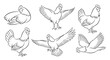 © NAYZ - Chicken Line Art - Various Poses