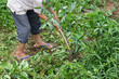 © CoreRock - Dedicated farmer uses metal hoe to cultivate soil and remove weed from lush green agriculture garden. Hardworking individual tends to growing plant life outdoors in rural environment