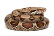 © Meow Creations - Coiled brown boa constrictor snake on solid white background