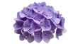 © Claudia - Lush purple hydrangea flower cluster, isolated on transparent background