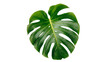 © Elena - Large green monstera deliciosa leaf with fenestrations, isolated on transparent background