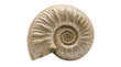 © Adi - Detailed close-up of an ancient ammonite fossil, showcasing its intricate spiral pattern and preserved natural history on a clean background