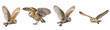 © LifestylePNG - Majestic barn owls in graceful flight with wings spread, beautifully isolated on a transparent background.