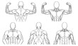 © Mori Takai - Hand-drawn upper body line drawings isolated on a transparent background, minimalistic anatomy illustrations