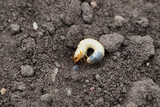 A white grub larva curls in dark soil.