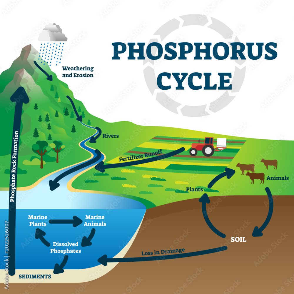 Phosphorus cycle illustration, transparent background. Labeled earth ...