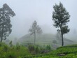 © Didier San Martin - Plantation de thé dans les montagnes de la région de Ella, Sri Lanka.