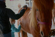 © Marco - Pony wird gebürstet