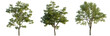 © DH Tree Stock - Sophora japonica tree, elevation, front view, cutout, transparent background, isolate, Majestic Oak Tree with Lush Green Foliage, Detailed Branches and Natural Texture, Nature Scene