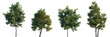 © Viktoria - Set of Acer platanoides and Platanus acerifolia isolated png in sunny daylight on a transparent background perfectly cutout