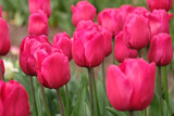 Fuchsia pink tulip, tulipa ‘Lady Van Eijk’ in flower.