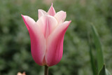 Pink and white tulipa, lily flowered tulip ‘Sanne’ in flower.