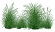 © MstLutfa - Realistic tall green grass meadow vector background isolated on white