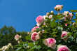 © smayakko - Vibrant pink roses in full bloom reaching upward against a clear, deep blue sky. The sunny daylight highlights the lush green foliage and rich floral textures of the garden bushes.