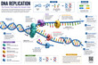 © Khan - 3D DNA Replication Infographic Showing Genetic Copying and Enzyme Functions