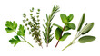 © Conor - Isolated fresh green parsley, thyme, rosemary, mint, and sage culinary herbs collection