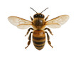 © Niamh - Isolated close-up studio shot of a common honey bee with wings spread, top view
