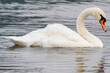 © Licia.Galli - A detailed side view of a graceful white mute swan swimming on calm water, highlighting its curved neck and vibrant orange bill under soft light.