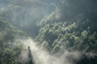© OFFICE TK - 朝霧に包まれる中之条町の山林に差し込む光（群馬県）