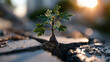 © Julia - Resilient tree growing through cracked concrete after a disaster in soft sunrise light symbolizing realistic recovery
